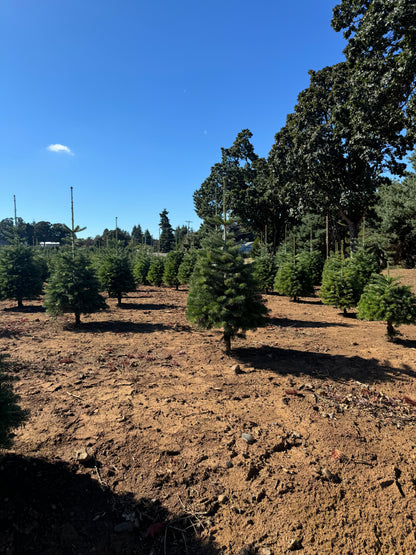Real Fresh Cut Nordman Fir Christmas Tree