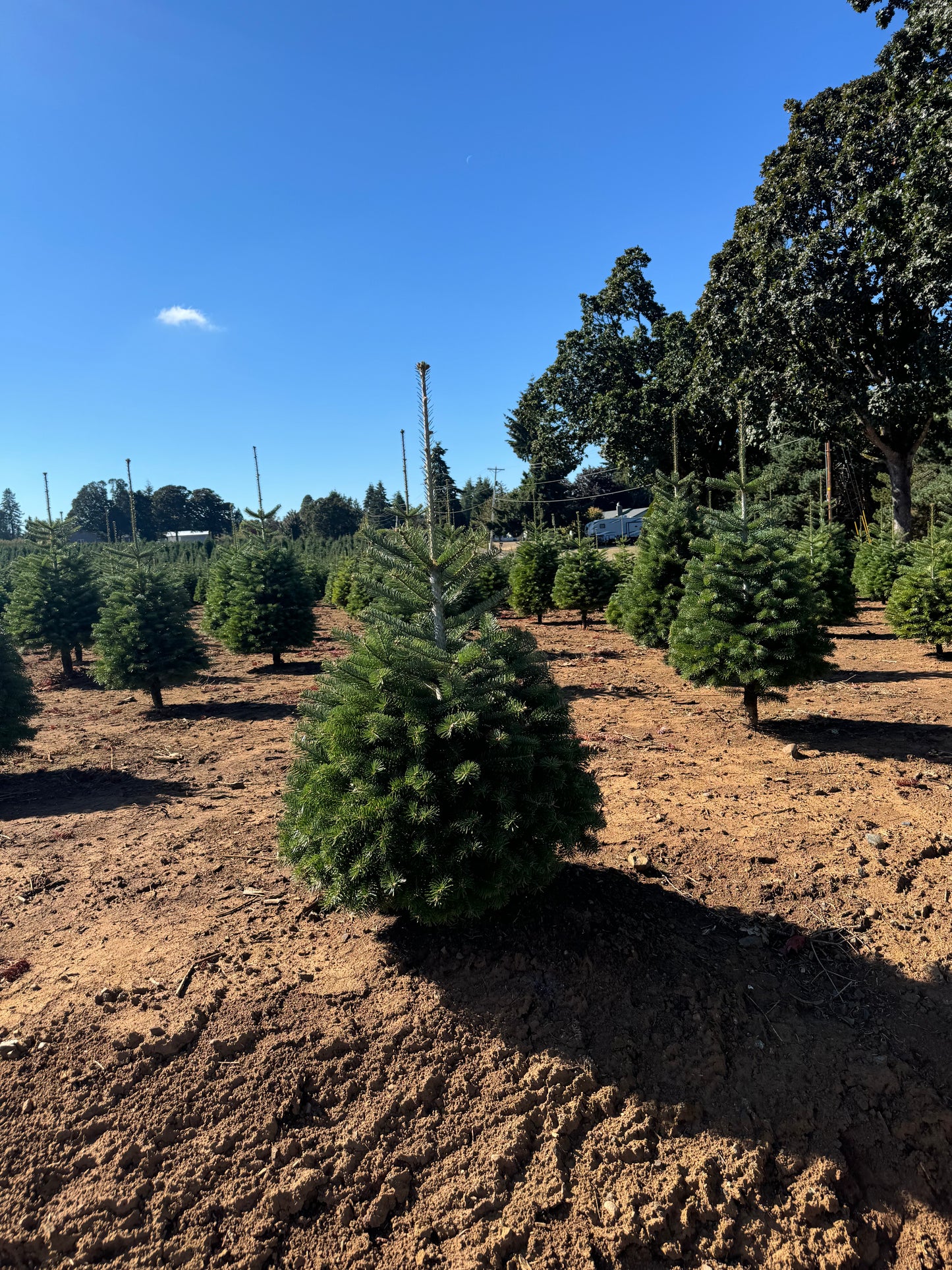 Real Fresh Cut Nordman Fir Christmas Tree
