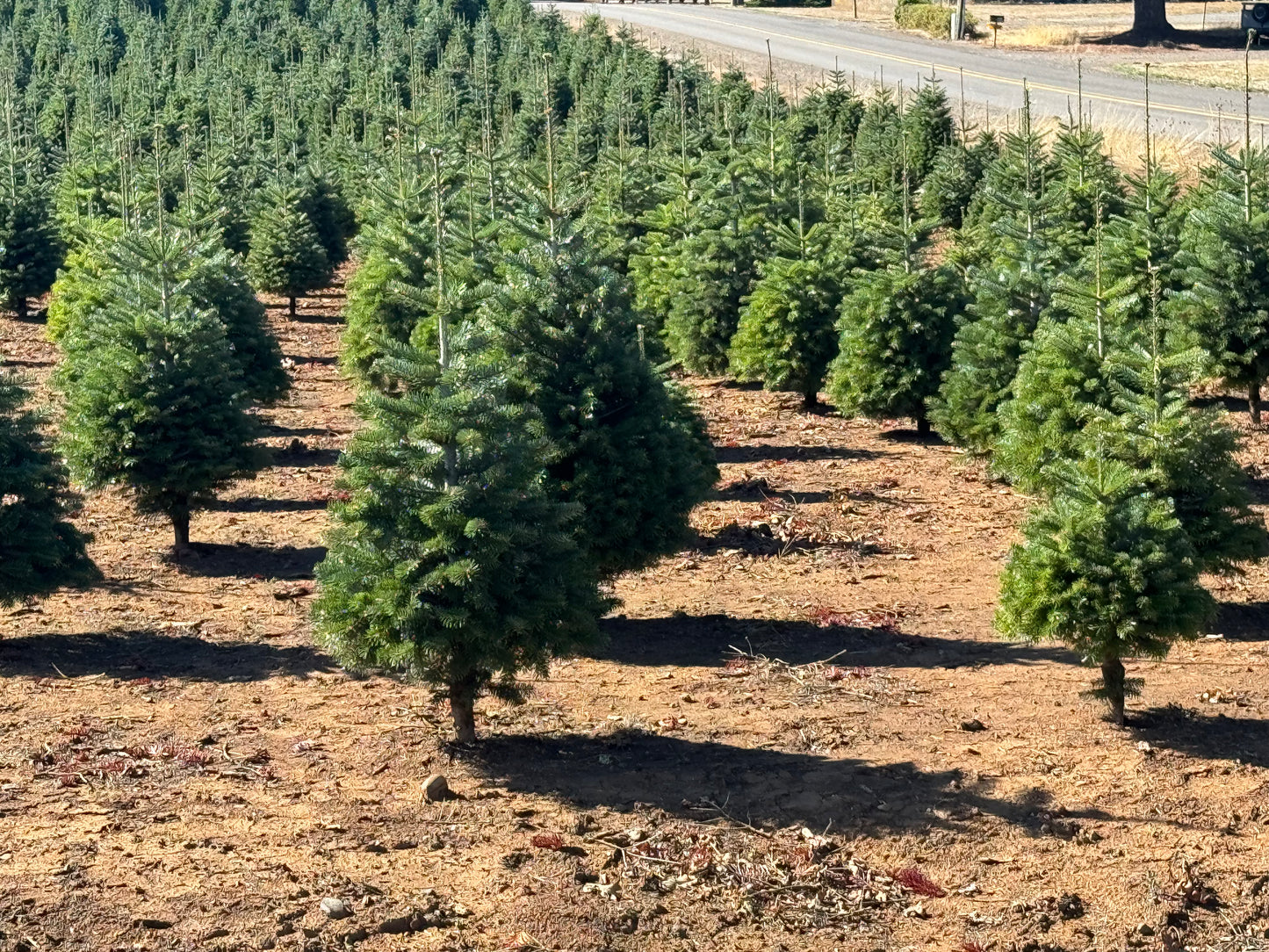 Real Fresh Cut Nordman Fir Christmas Tree