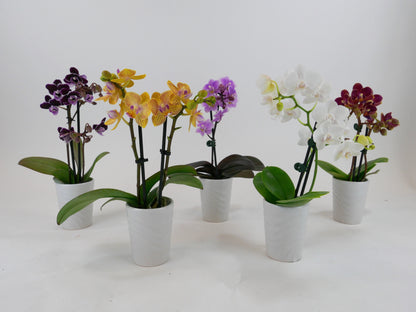 Mini Phalaenopsis Orchid – 3" with Ceramic Pot