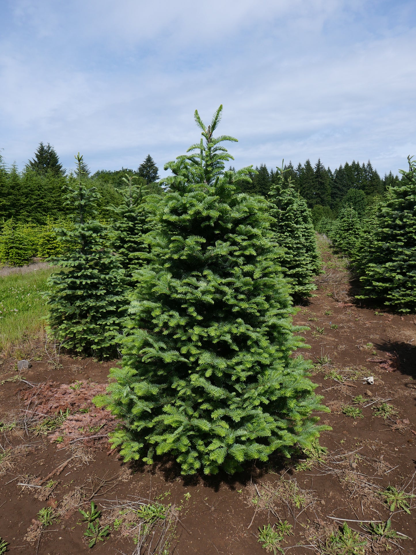 Real Fresh Cut Nordman Fir Christmas Tree