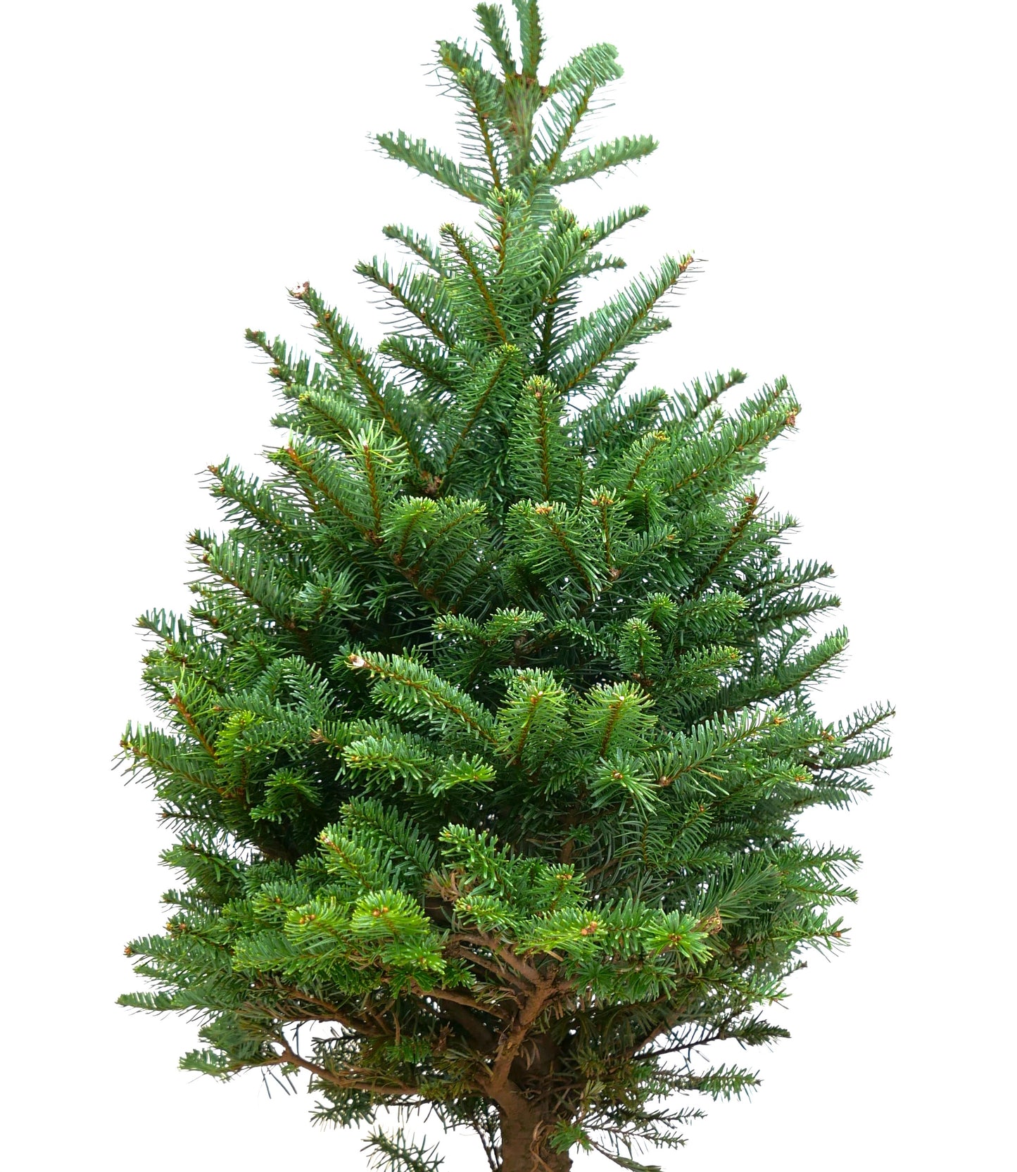 Real Fresh Cut Noble Fir Christmas Tree