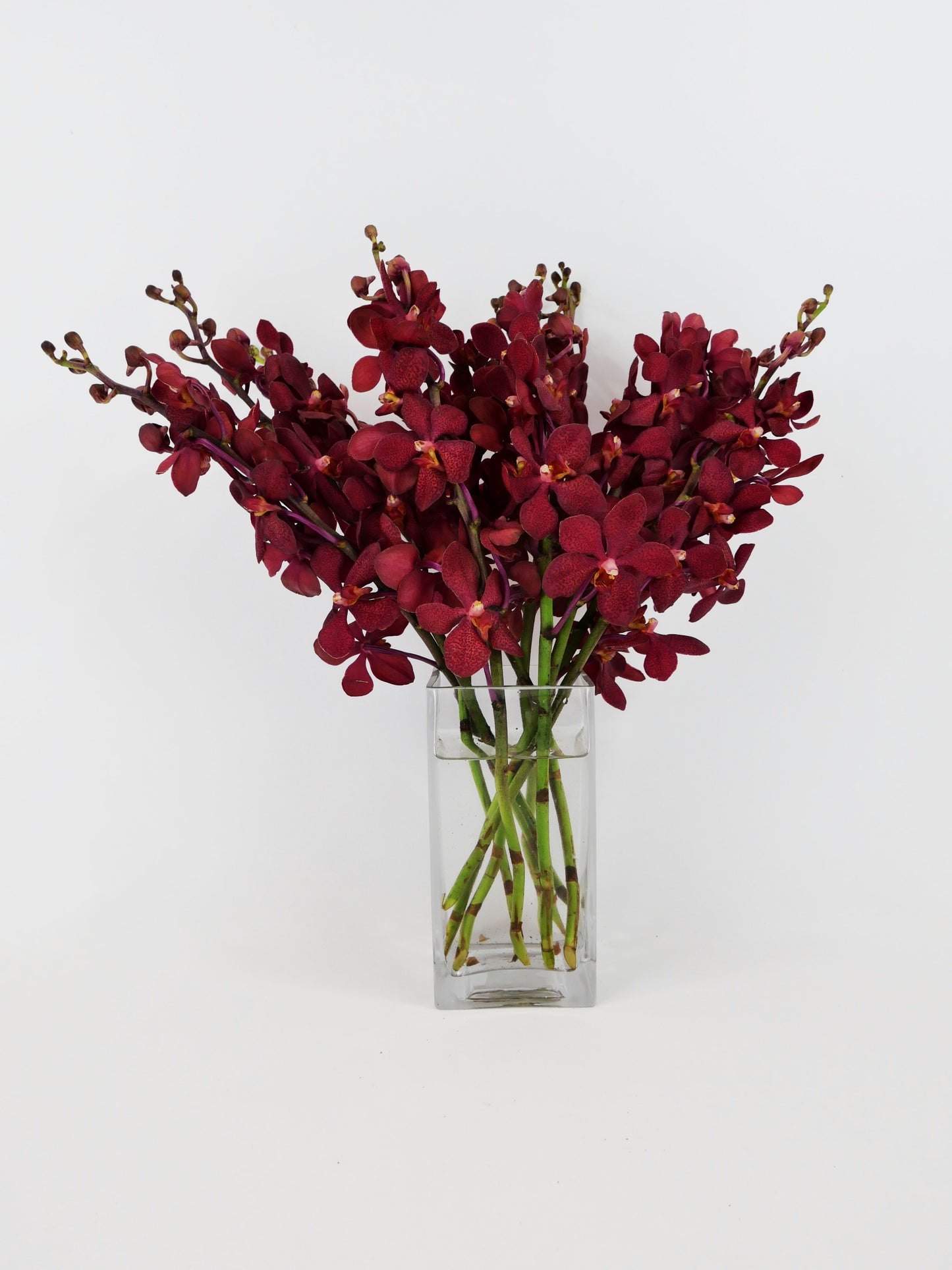Deep Red Mokara Cut Orchids