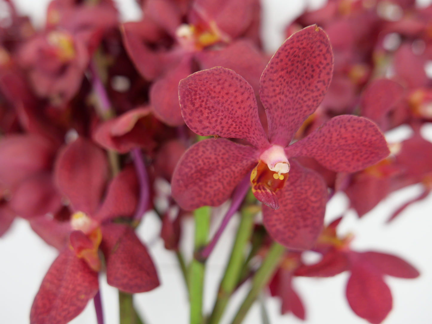Deep Red Mokara Cut Orchids