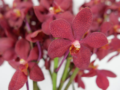 Deep Red Mokara Cut Orchids