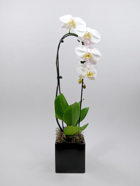 5" Live Phalaenopsis Orchid Plant – Large Blooms with Ceramic Pot