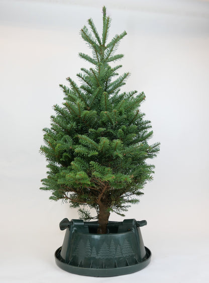 Real Fresh Cut Noble Fir Christmas Tree