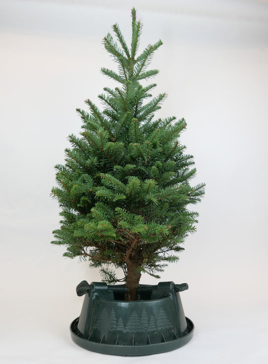 Real Fresh Cut Noble Fir Christmas Tree