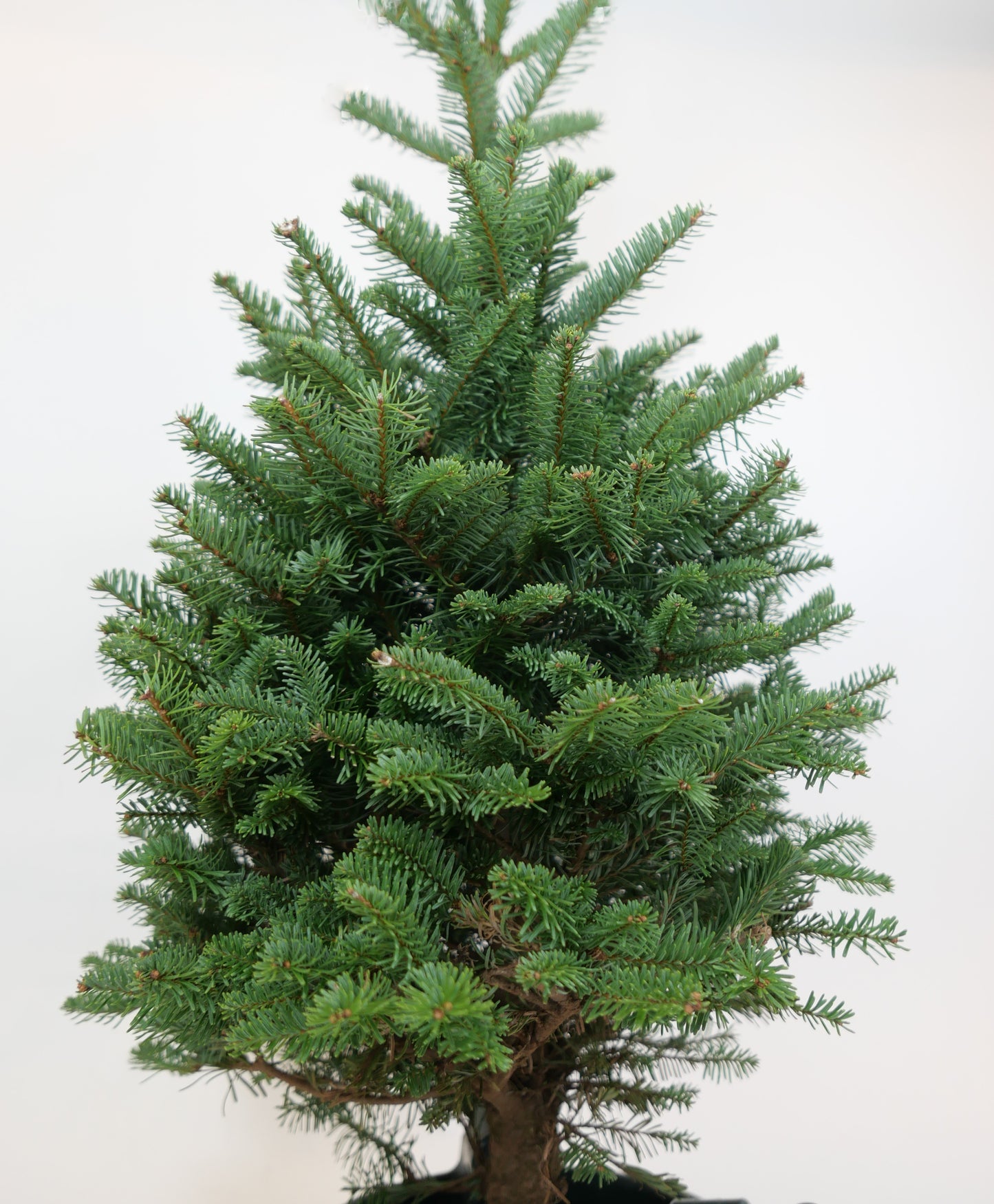 Real Fresh Cut Noble Fir Christmas Tree