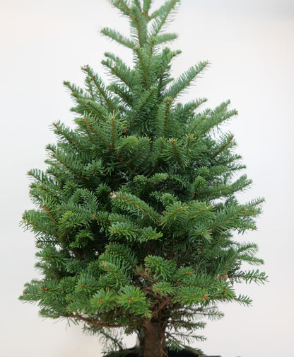 Real Fresh Cut Noble Fir Christmas Tree