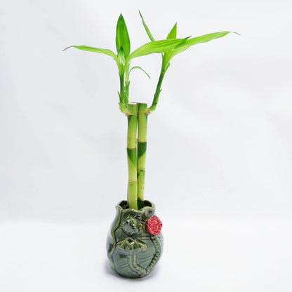 Three 12-Inch Lucky Bamboo Arrangement – Live Feng Shui Plant in Handmade Ceramic Pot with Polished Stones