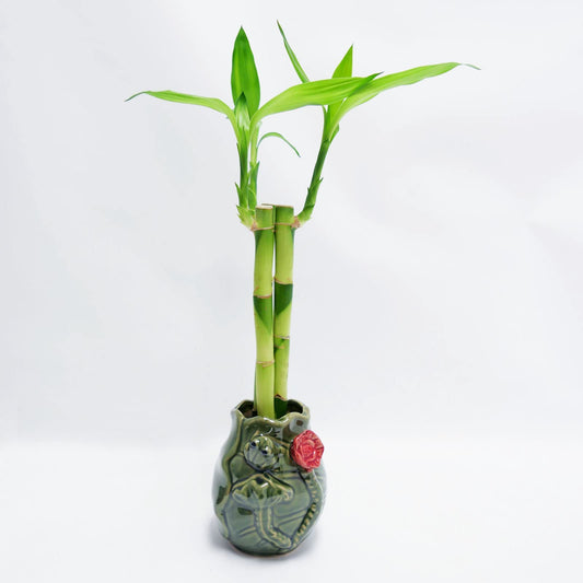 Three 12-Inch Lucky Bamboo Arrangement – Live Feng Shui Plant in Handmade Ceramic Pot with Polished Stones