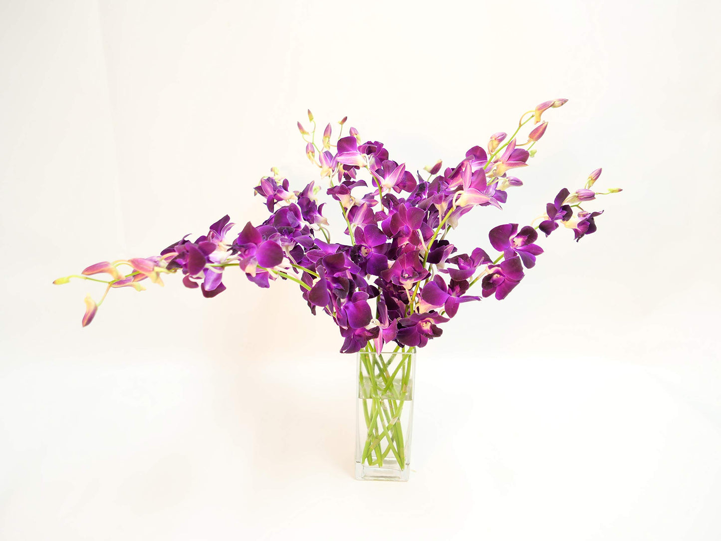 Purple Cut Dendrobium Orchids