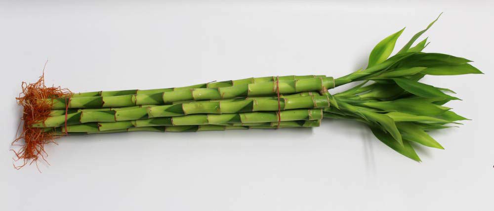 Straight Lucky Bamboo Stalks with Shoots (Bunch)