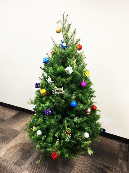 Real Fresh Cut Douglas Fir Christmas Tree