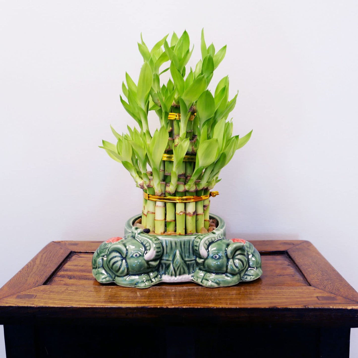 3-Tier Lucky Bamboo Plant Arrangement in Ceramic Animal Pot