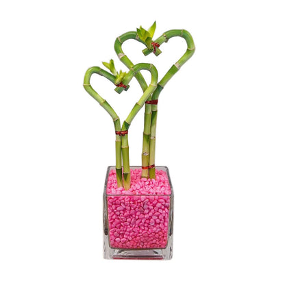 Heart-Shaped Lucky Bamboo Arrangement in Glass Vase – 1, 2, or 3 Hearts