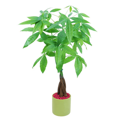 Live Money Tree (Pachira Aquatica) – 18–22” Tall Indoor Plant with Ceramic Pot