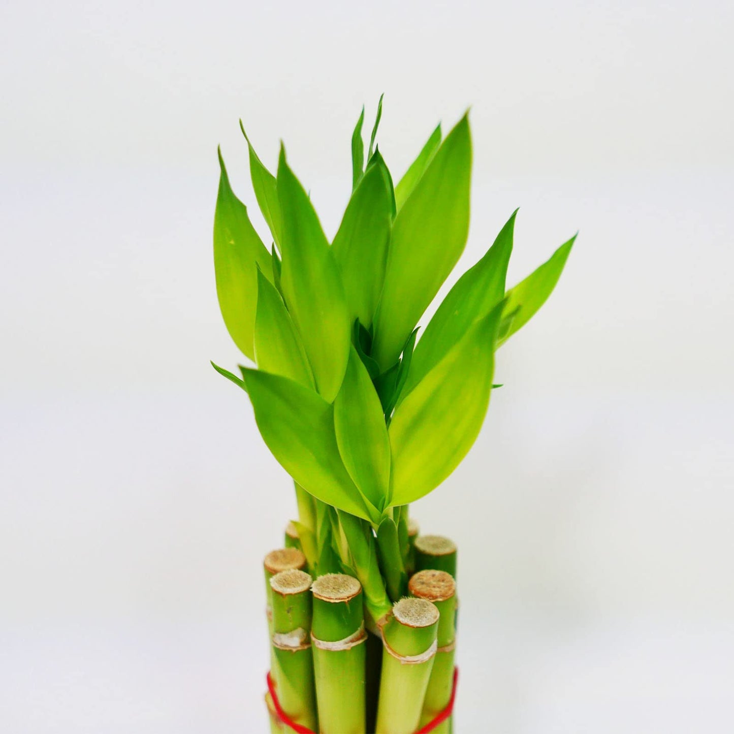 Straight Lucky Bamboo Stalks with Shoots (Bunch)