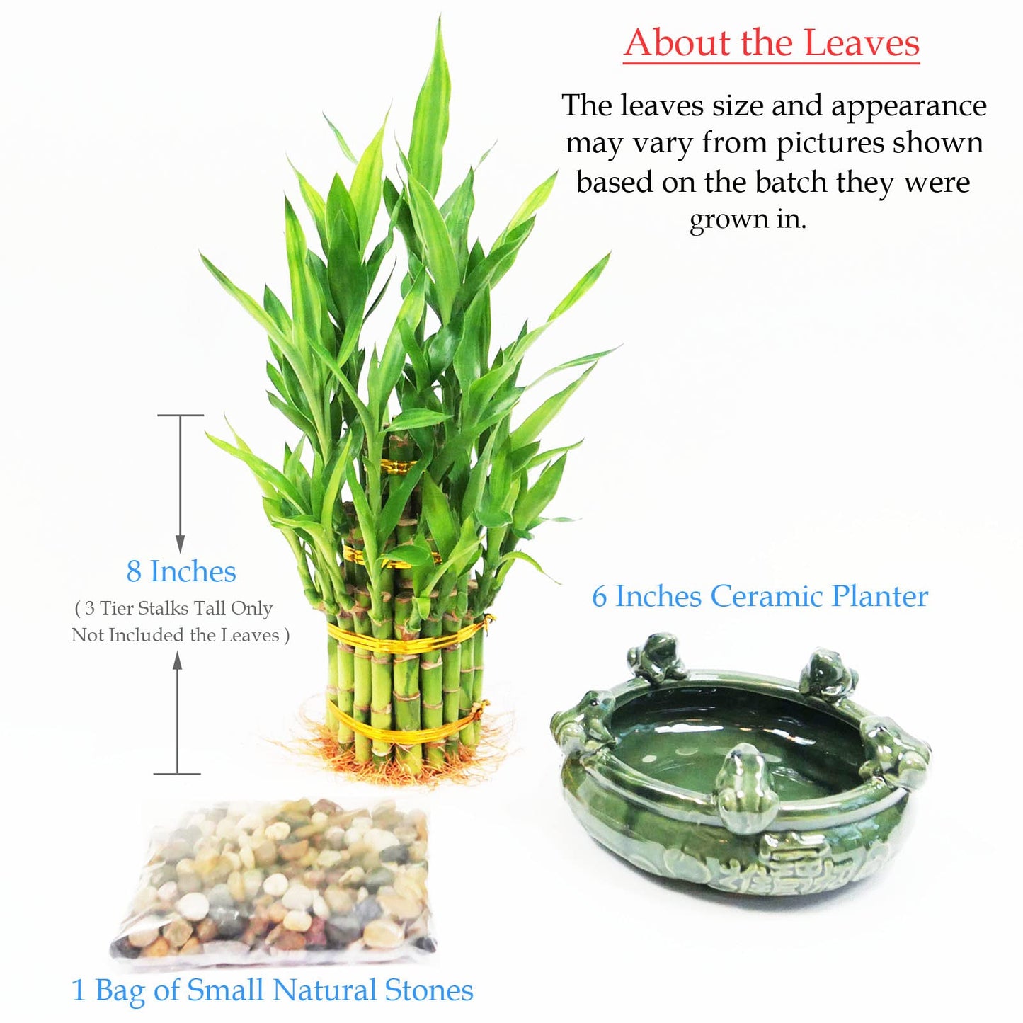 3-Tier Lucky Bamboo Plant Arrangement in Ceramic Animal Pot