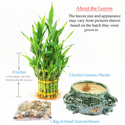 3-Tier Lucky Bamboo Plant Arrangement in Ceramic Animal Pot