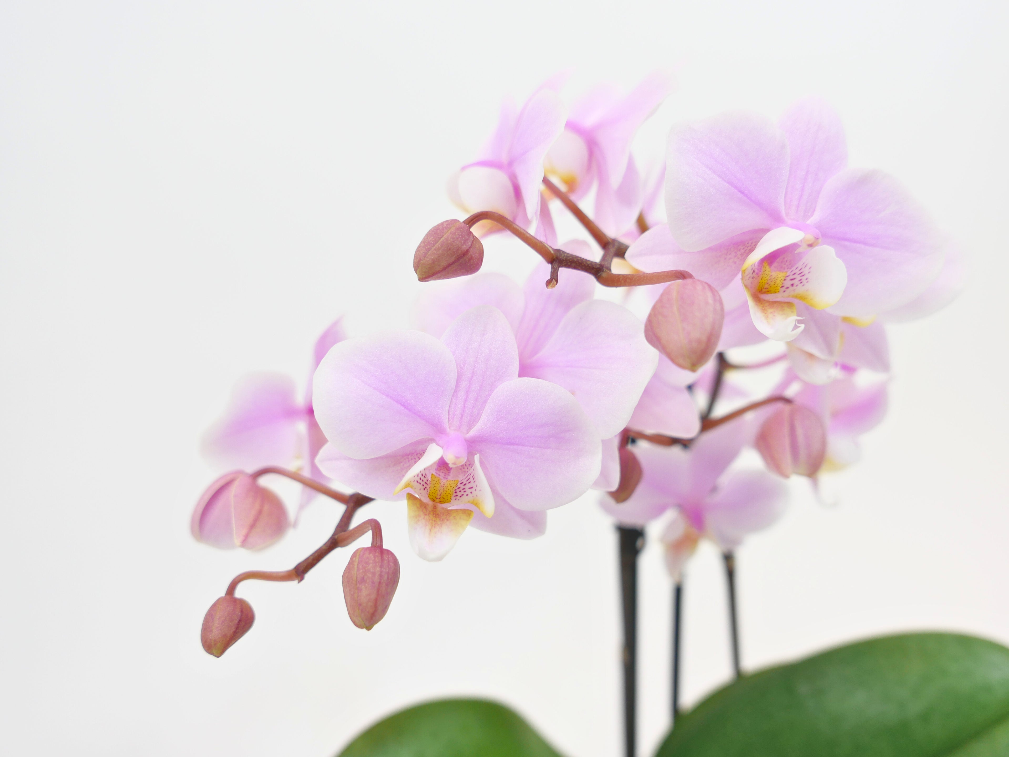 Close-up of pink orchids with a white background
