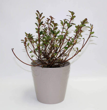 Hino-Crimson Azalea – 1 Gallon Outdoor Shrub with Vibrant Red Blooms