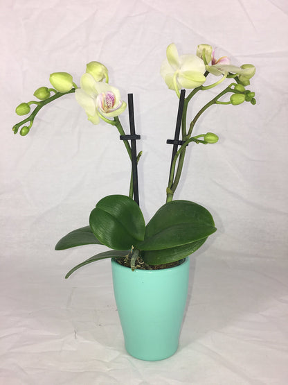 Mini Phalaenopsis Orchid – 3" with Ceramic Pot
