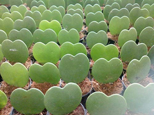 Set of 3 Hoya Kerrii – Live Heart-Shaped Succulent Plants in 2” Grower Pots