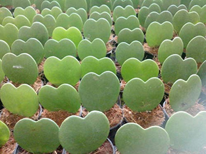 Set of 3 Hoya Kerrii – Live Heart-Shaped Succulent Plants in 2” Grower Pots