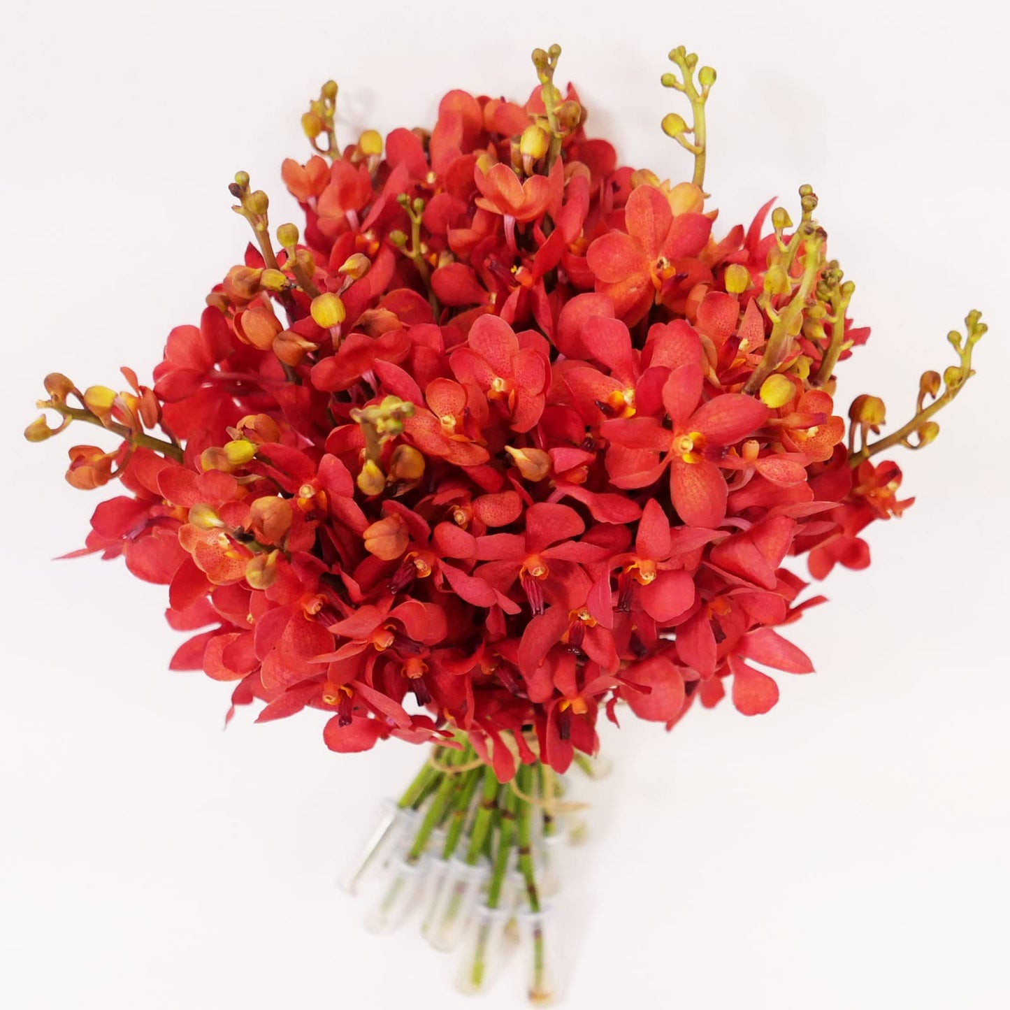 Red Mokara Cut Orchids