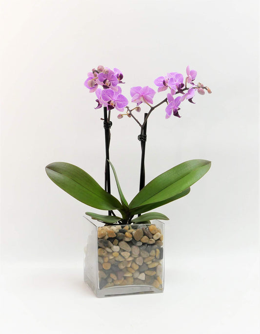 Live Mini Double-Stem Phalaenopsis Orchid – 3" Blooms in Glass Vase (Pink, Purple, or Set of 2)