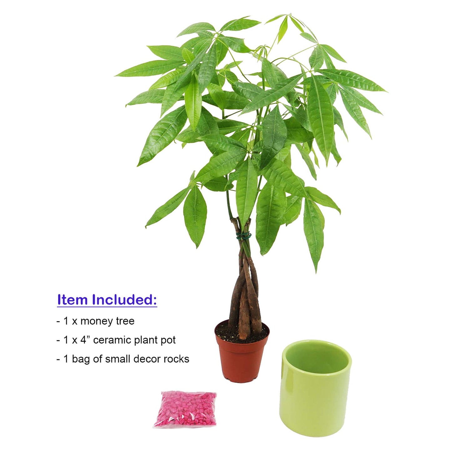 Live Money Tree (Pachira Aquatica) – 18–22” Tall Indoor Plant with Ceramic Pot