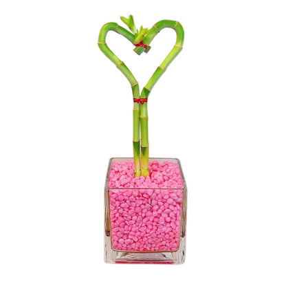 Heart-Shaped Lucky Bamboo Arrangement in Glass Vase – 1, 2, or 3 Hearts