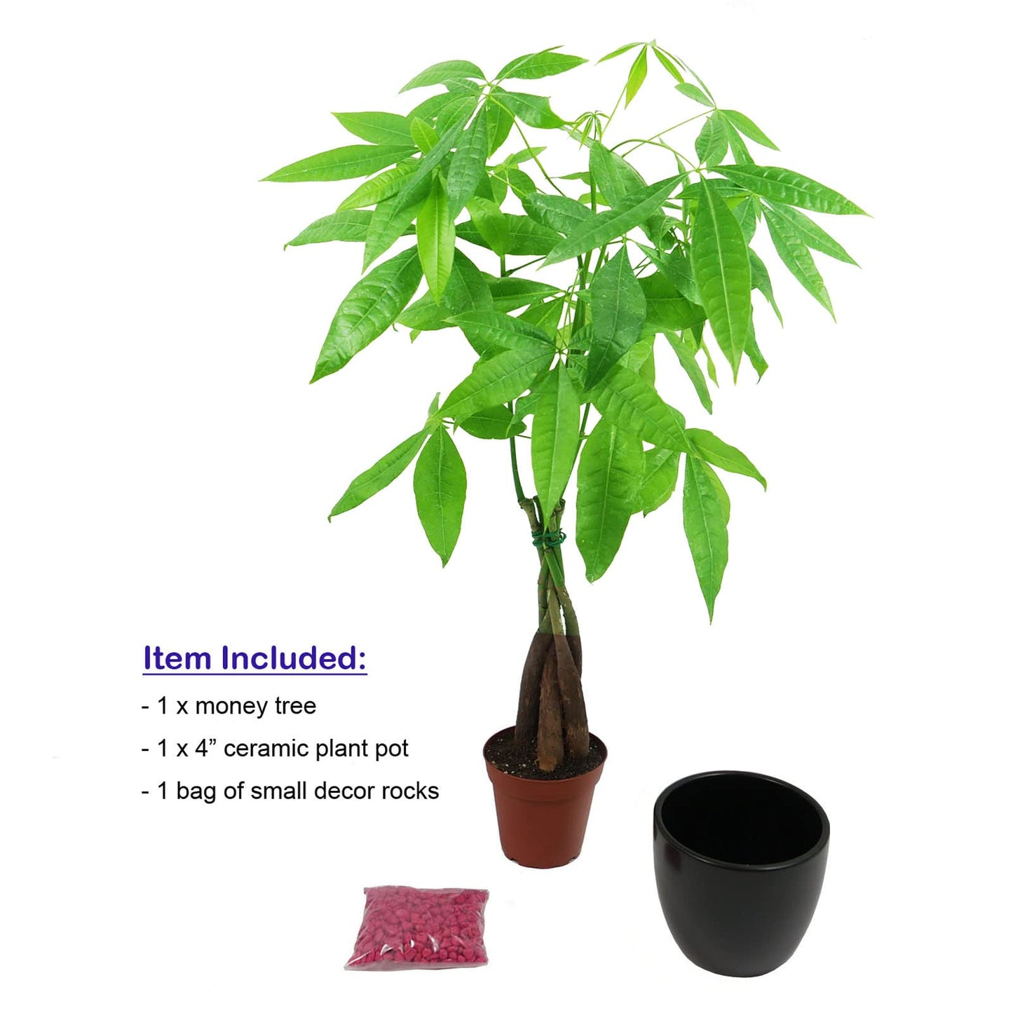 Live Money Tree (Pachira Aquatica) – 18–22” Tall Indoor Plant with Ceramic Pot