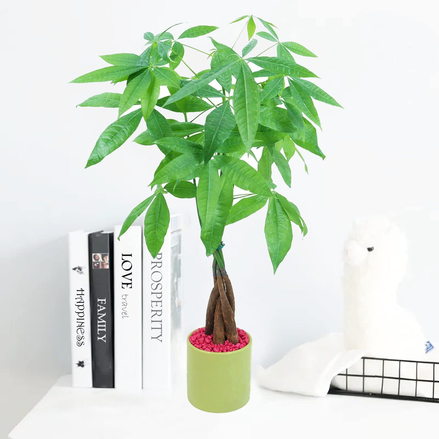 Live Money Tree (Pachira Aquatica) – 18–22” Tall Indoor Plant with Ceramic Pot