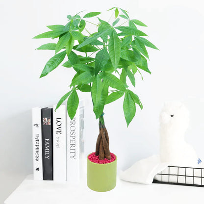 Live Money Tree (Pachira Aquatica) – 18–22” Tall Indoor Plant with Ceramic Pot
