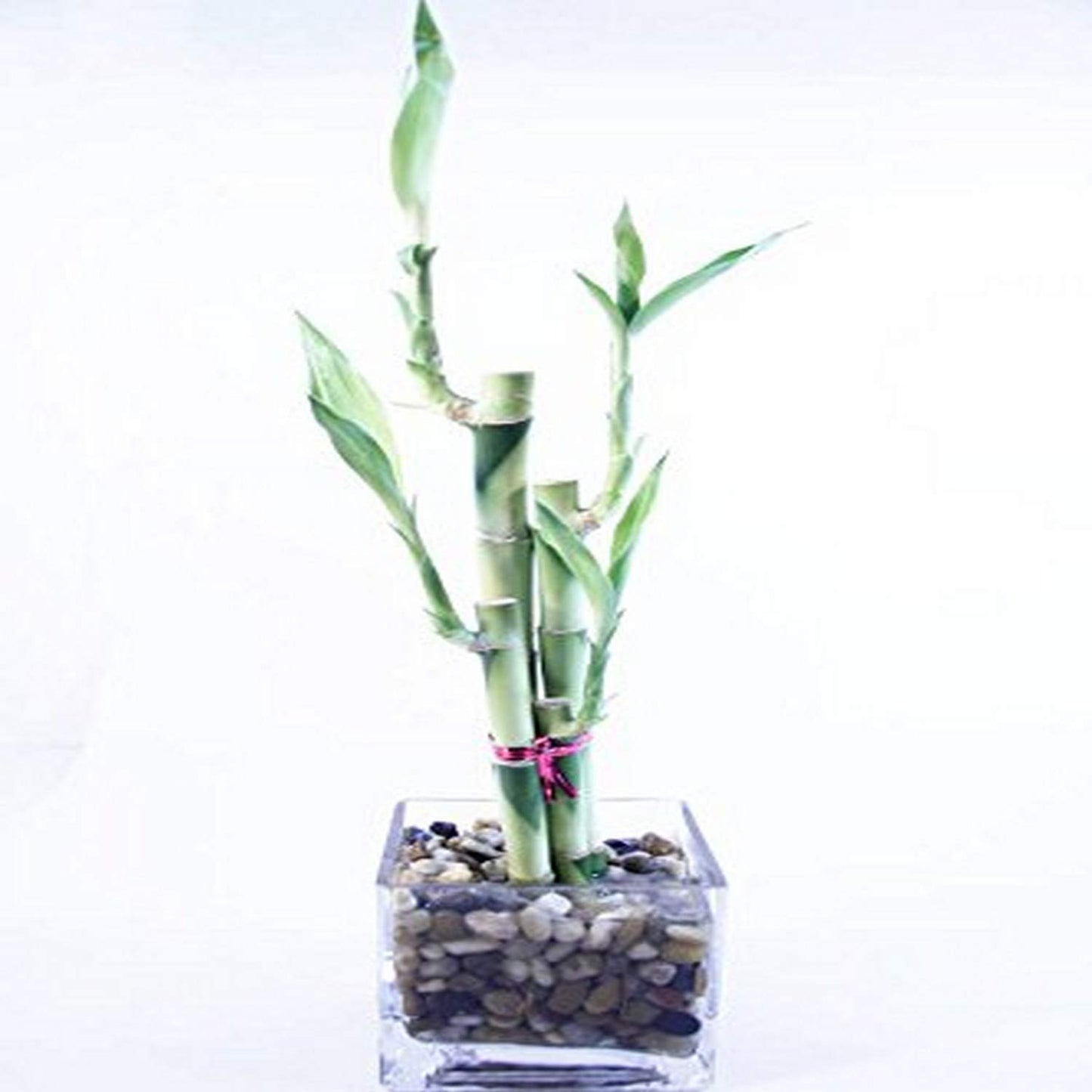 Live Lucky Bamboo Arrangement – 4-Stalk Feng Shui Plant in Glass Cube Vase with Polished Rocks