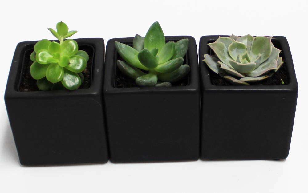 Live 2-Inch Assorted Succulent Set – Mini Potted Plants with Decorative Rocks (2, 3, or 5 Pack)