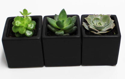 Live 2-Inch Assorted Succulent Set – Mini Potted Plants with Decorative Rocks (2, 3, or 5 Pack)