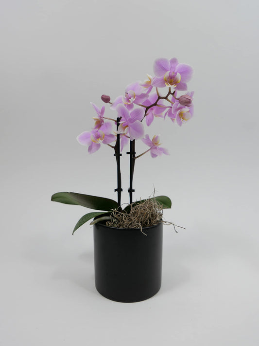 Mini Phalaenopsis Orchid – 3" with Ceramic Pot
