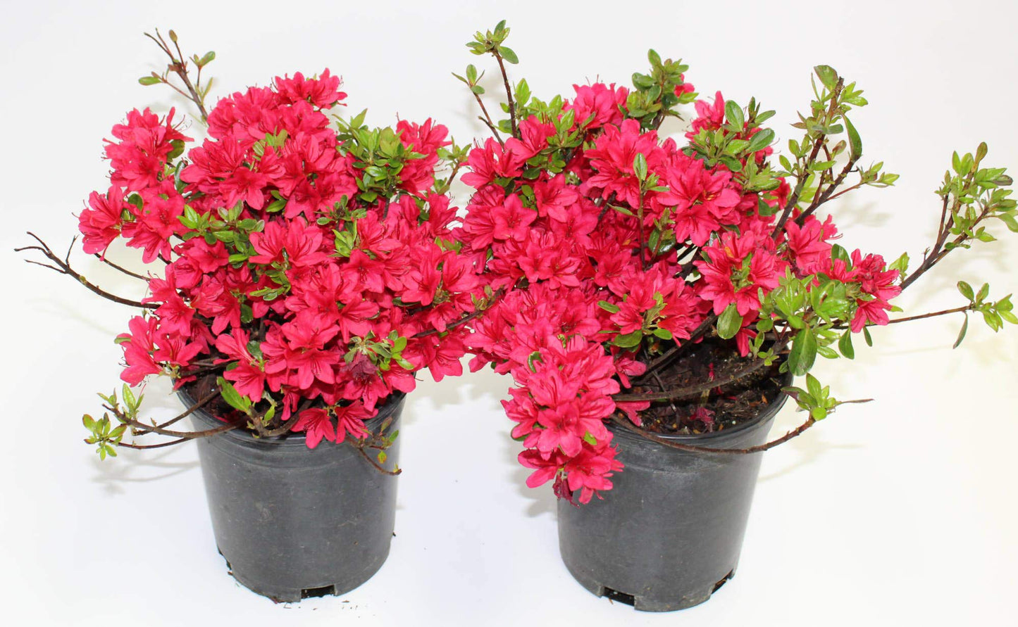 Hino-Crimson Azalea – 1 Gallon Outdoor Shrub with Vibrant Red Blooms