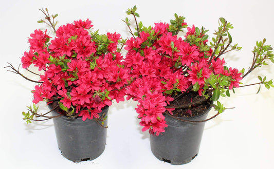 Hino-Crimson Azalea – 1 Gallon Outdoor Shrub with Vibrant Red Blooms