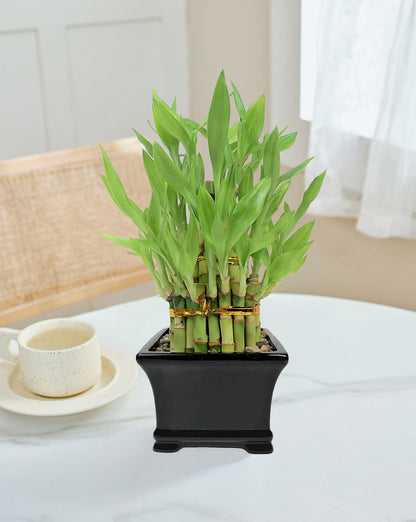 Classic 3-Tier Lucky Bamboo Tower – Live Plant in Black Ceramic Pot