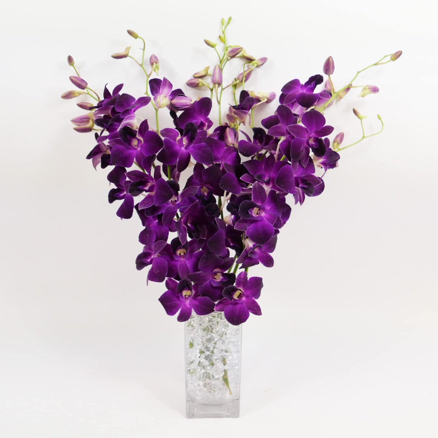 Purple Cut Dendrobium Orchids
