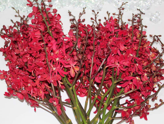 Azimah Red Aranthera Cut Orchids (5 Bunches)