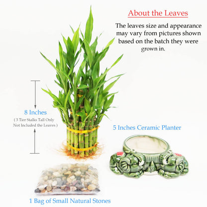 3-Tier Lucky Bamboo Plant Arrangement in Ceramic Animal Pot