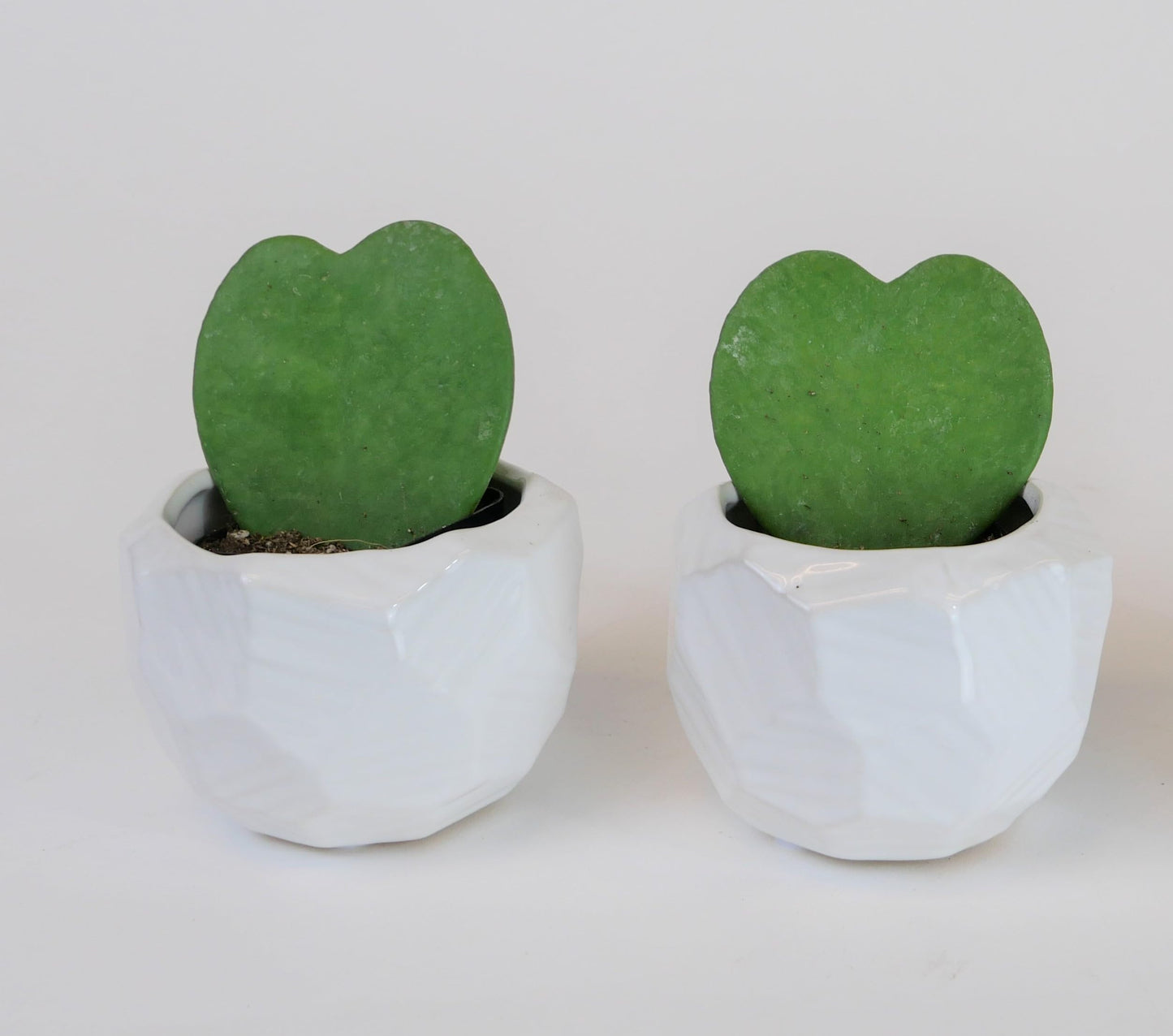 Double Heart-Shaped Hoya Kerrii – Live Succulent Set in White Geometric Ceramic Pots