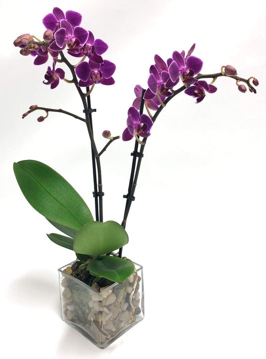Live Mini Double-Stem Phalaenopsis Orchid – 3" Blooms in Glass Vase (Pink, Purple, or Set of 2)