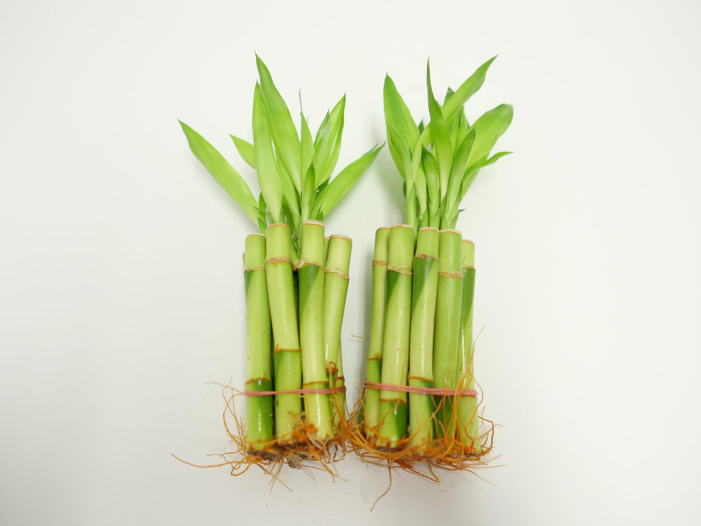 Straight Lucky Bamboo Stalks with Shoots (Bunch)